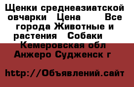 Щенки среднеазиатской овчарки › Цена ­ 1 - Все города Животные и растения » Собаки   . Кемеровская обл.,Анжеро-Судженск г.